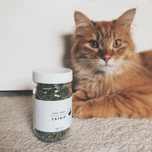 TABBY JAMES | Catnip Regular Cut - Image 4