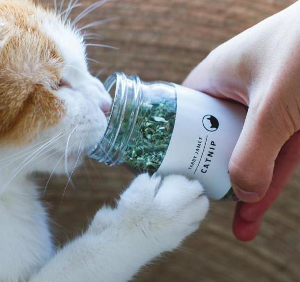 TABBY JAMES | Catnip Regular Cut - Image 5