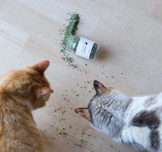 TABBY JAMES | Catnip Regular Cut - Image 6