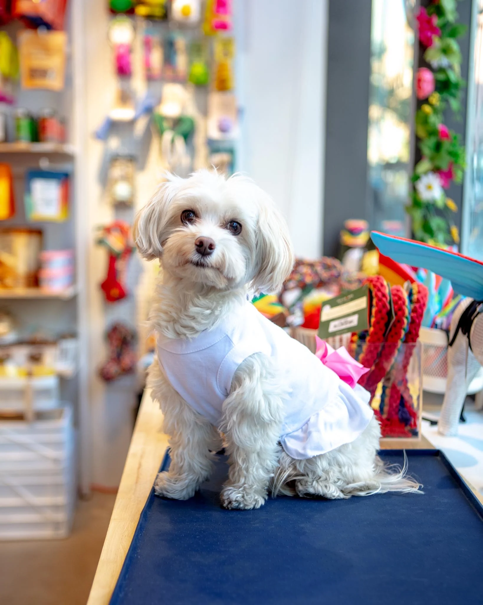 Tennis Match Dog Dress (CLEARANCE) - Image 3