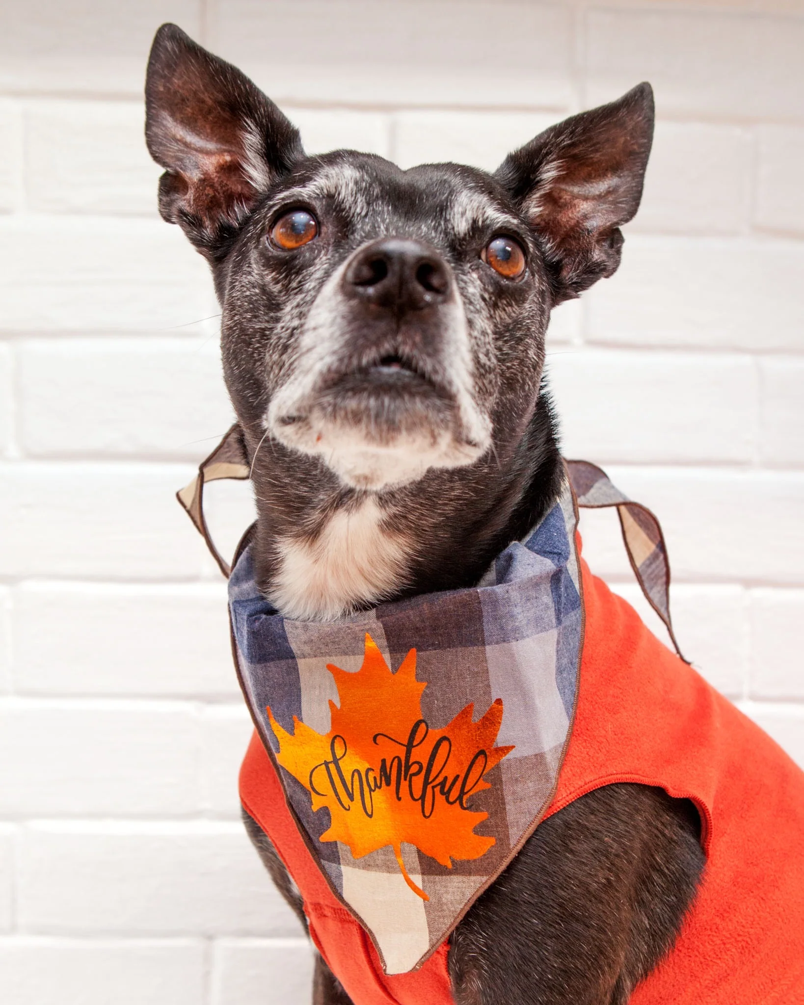 Thankful Leaf Thanksgiving Dog Bandana - Image 2