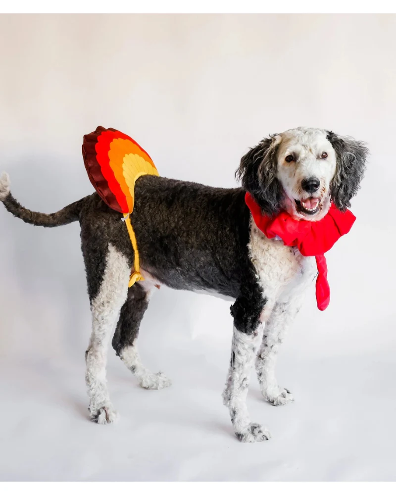 Thanksgiving Turkey Costume for Dogs - Image 3