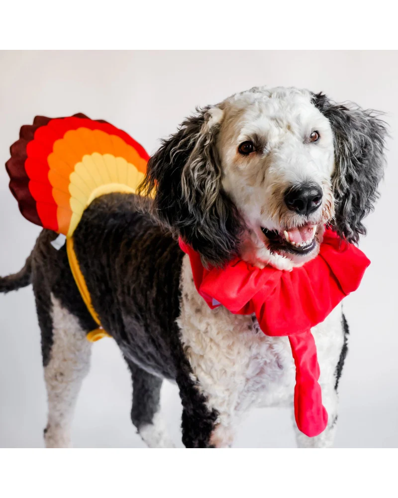 Thanksgiving Turkey Costume for Dogs - Image 4