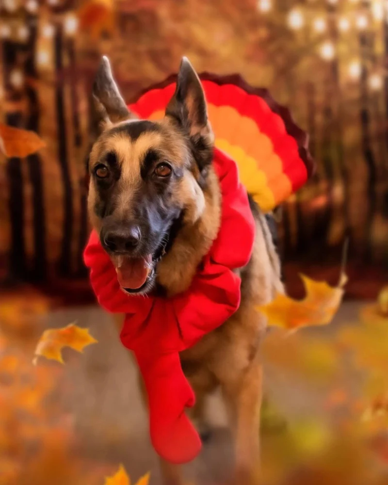 Thanksgiving Turkey Costume for Dogs - Image 5