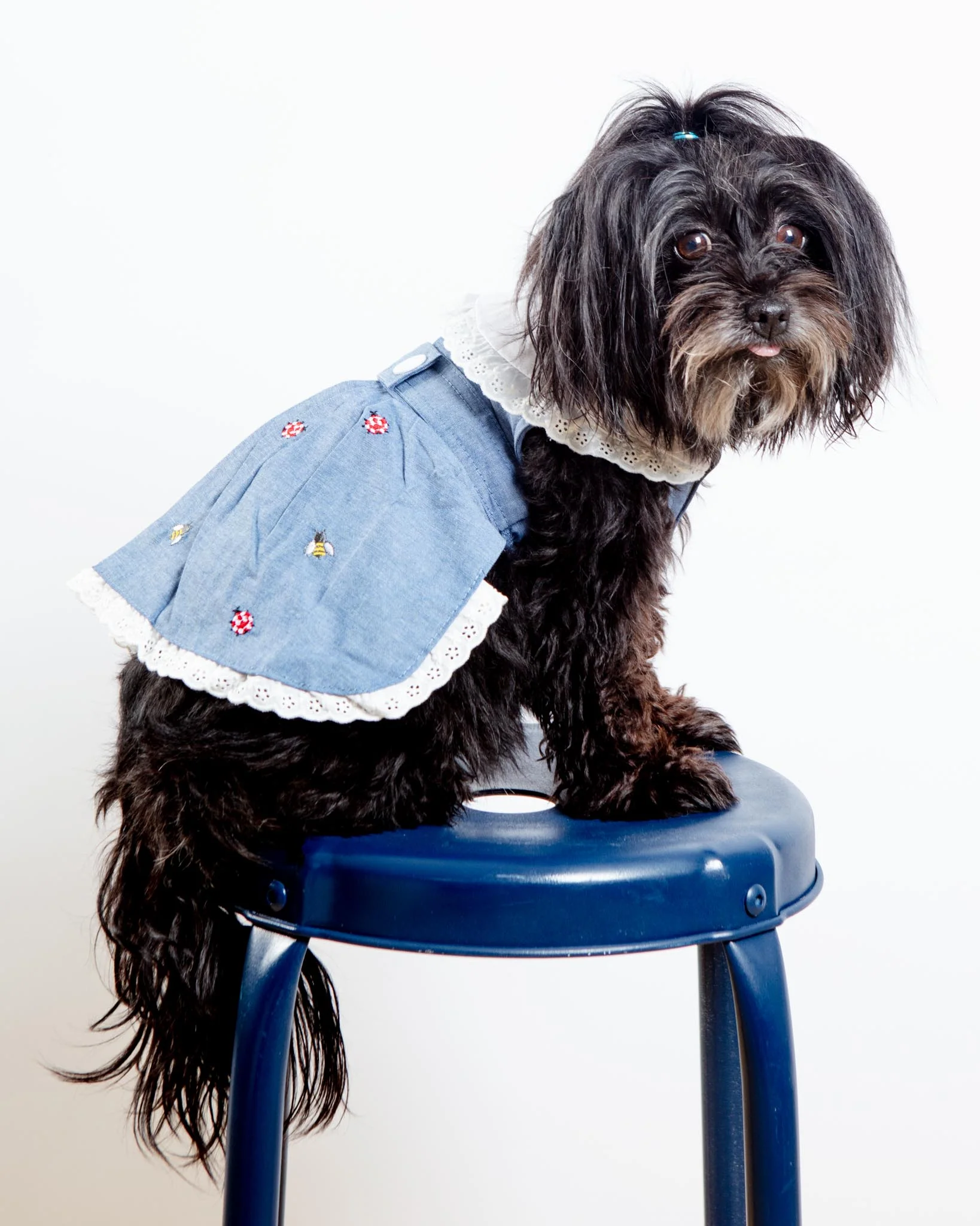 The Bugs + The Bees Chambray Dog Dress (FINAL SALE)