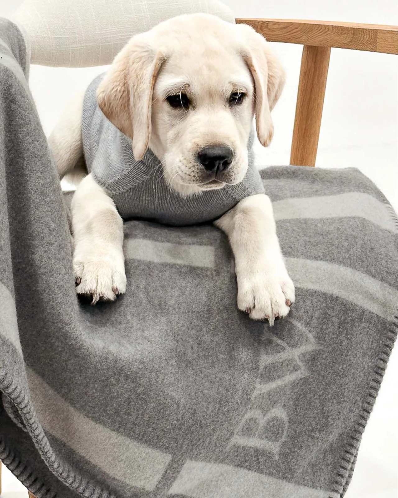 The Cashmere Dog Hoodie Dog & Co x Brochu Walker Exclusive - Image 10