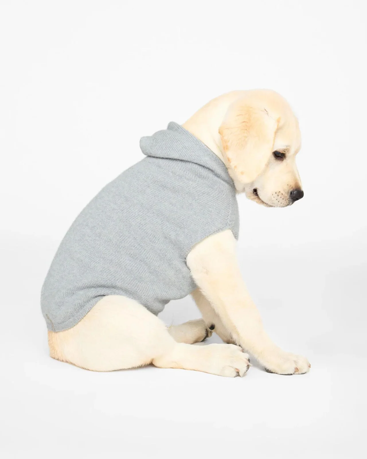 The Cashmere Dog Hoodie Dog & Co x Brochu Walker Exclusive - Image 3