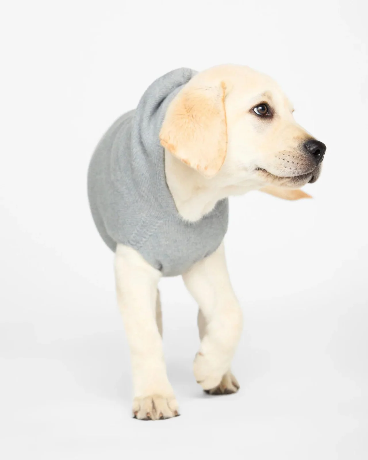 The Cashmere Dog Hoodie Dog & Co x Brochu Walker Exclusive - Image 5
