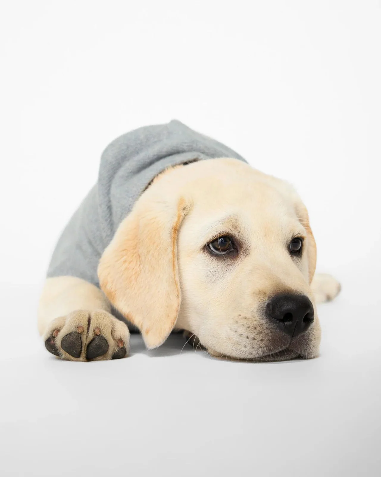 The Cashmere Dog Hoodie Dog & Co x Brochu Walker Exclusive - Image 6