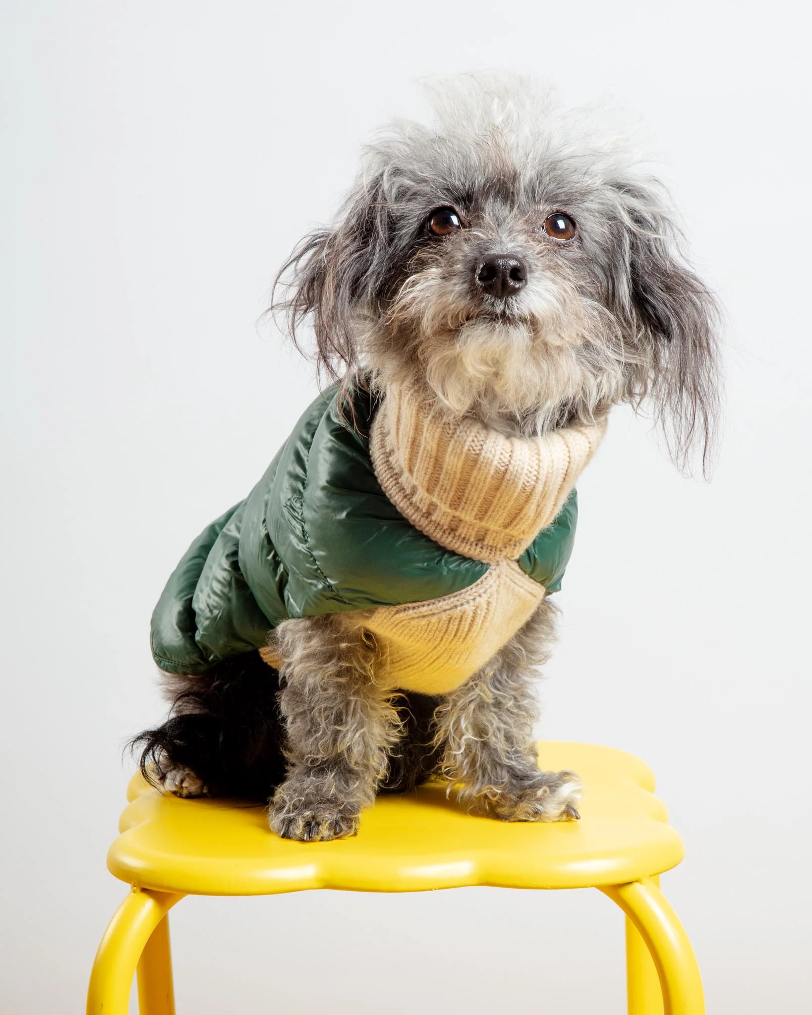 The Puffer Dog Sweater in Tan & Green - Image 2