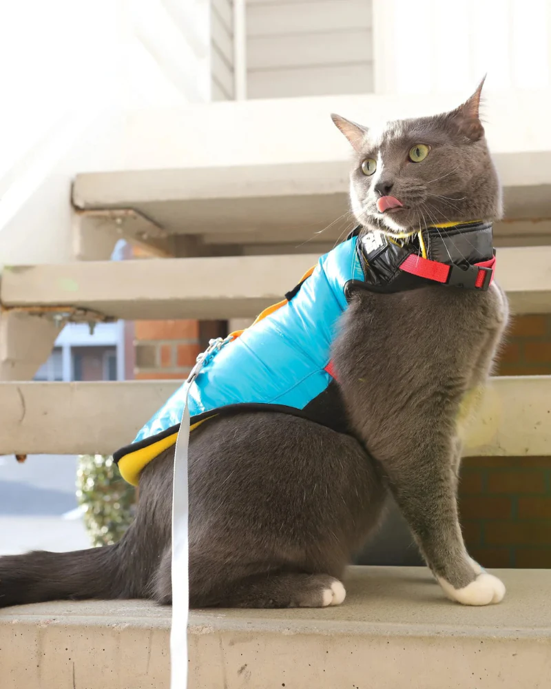"The Catagonia" Water-Resistant Harness Puffer Jacket for Cats - Image 9