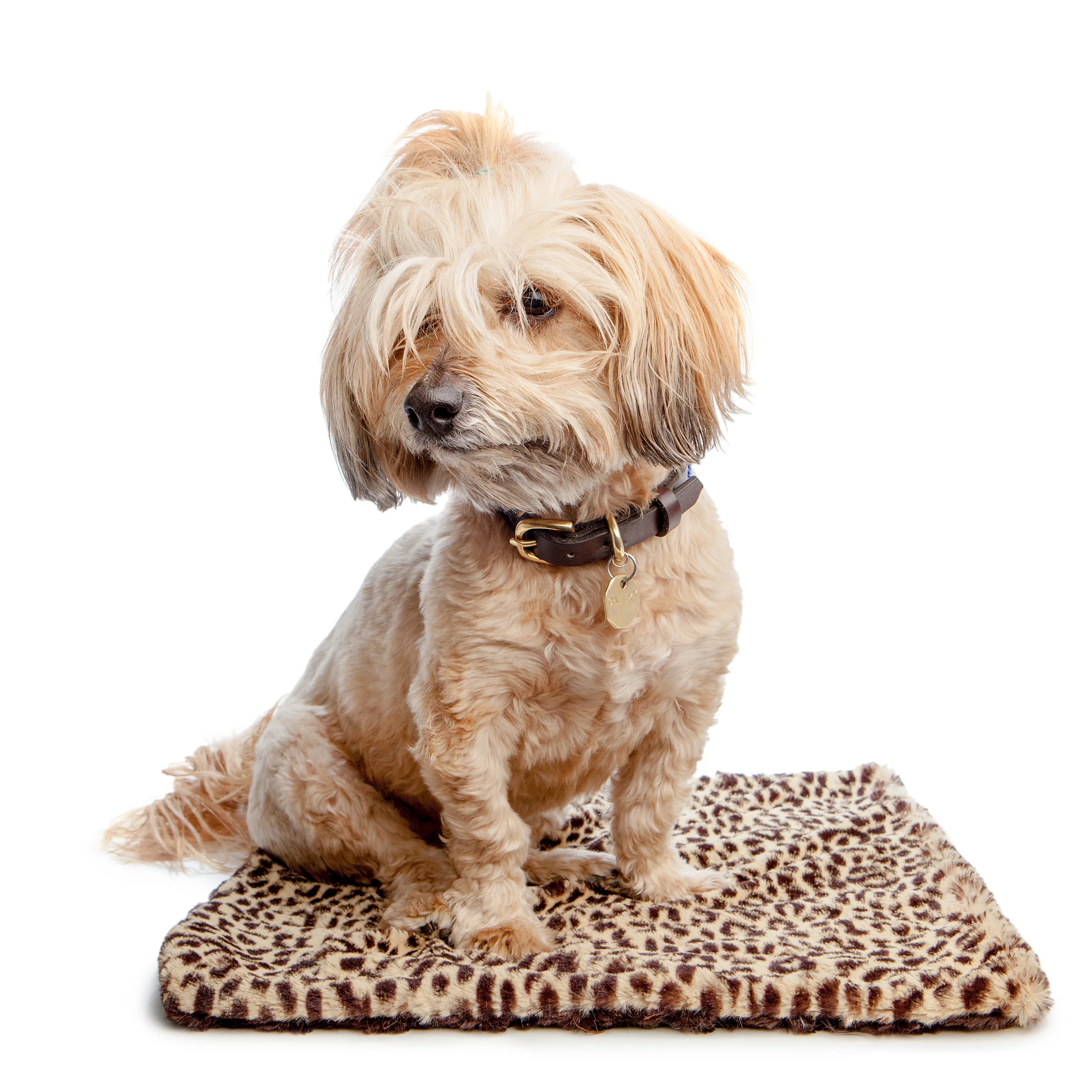 THE DOG SQUAD | Cheetah Blanket