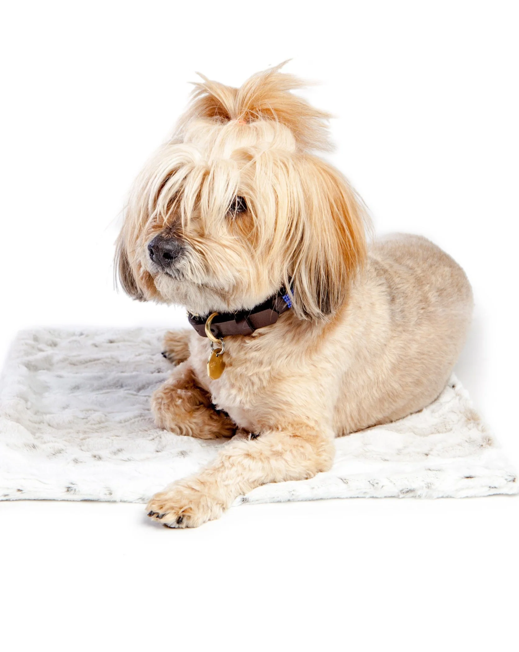 Plush Dog Blanket in Snow Leopard