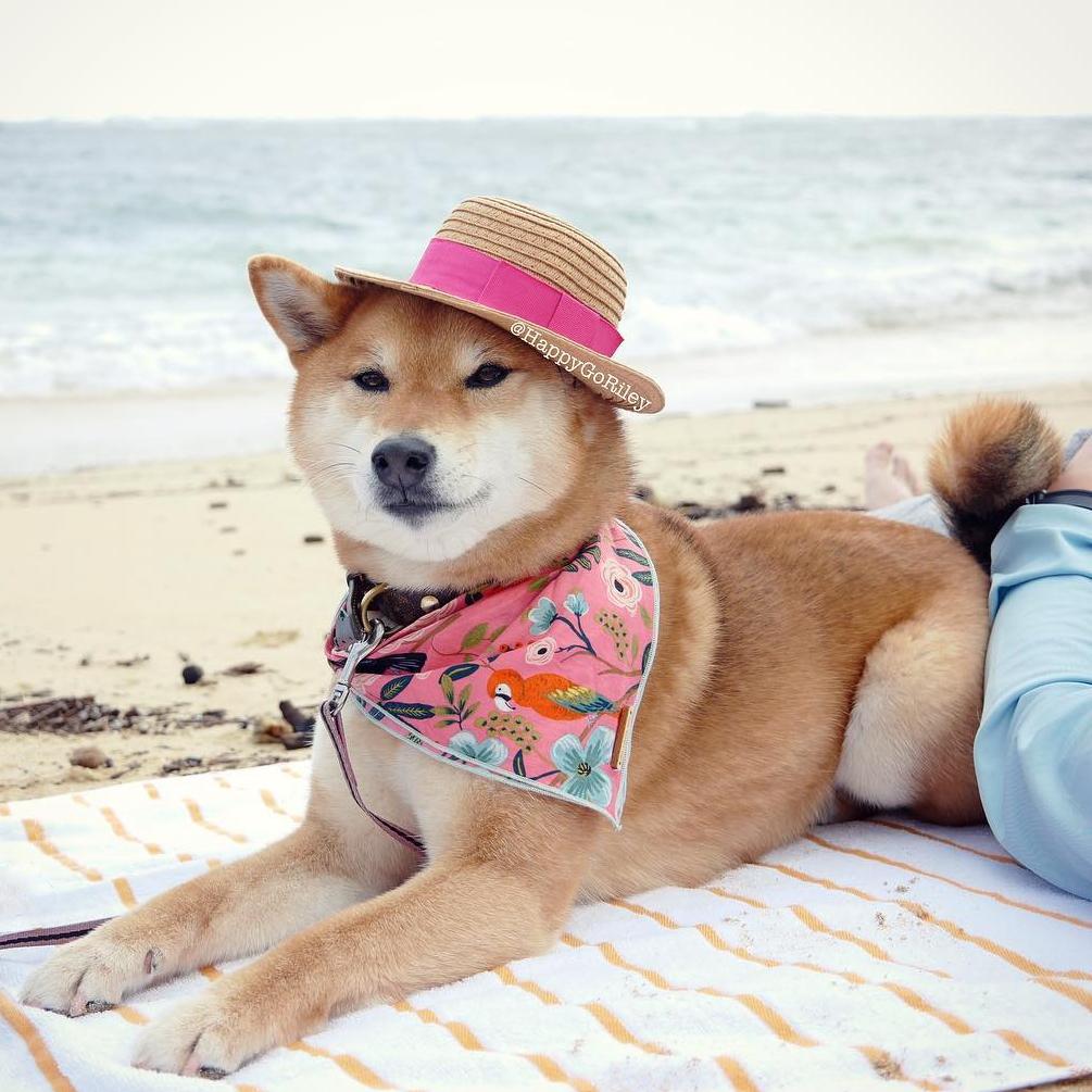 THE FOGGY DOG | Aloha Bandana - Image 3