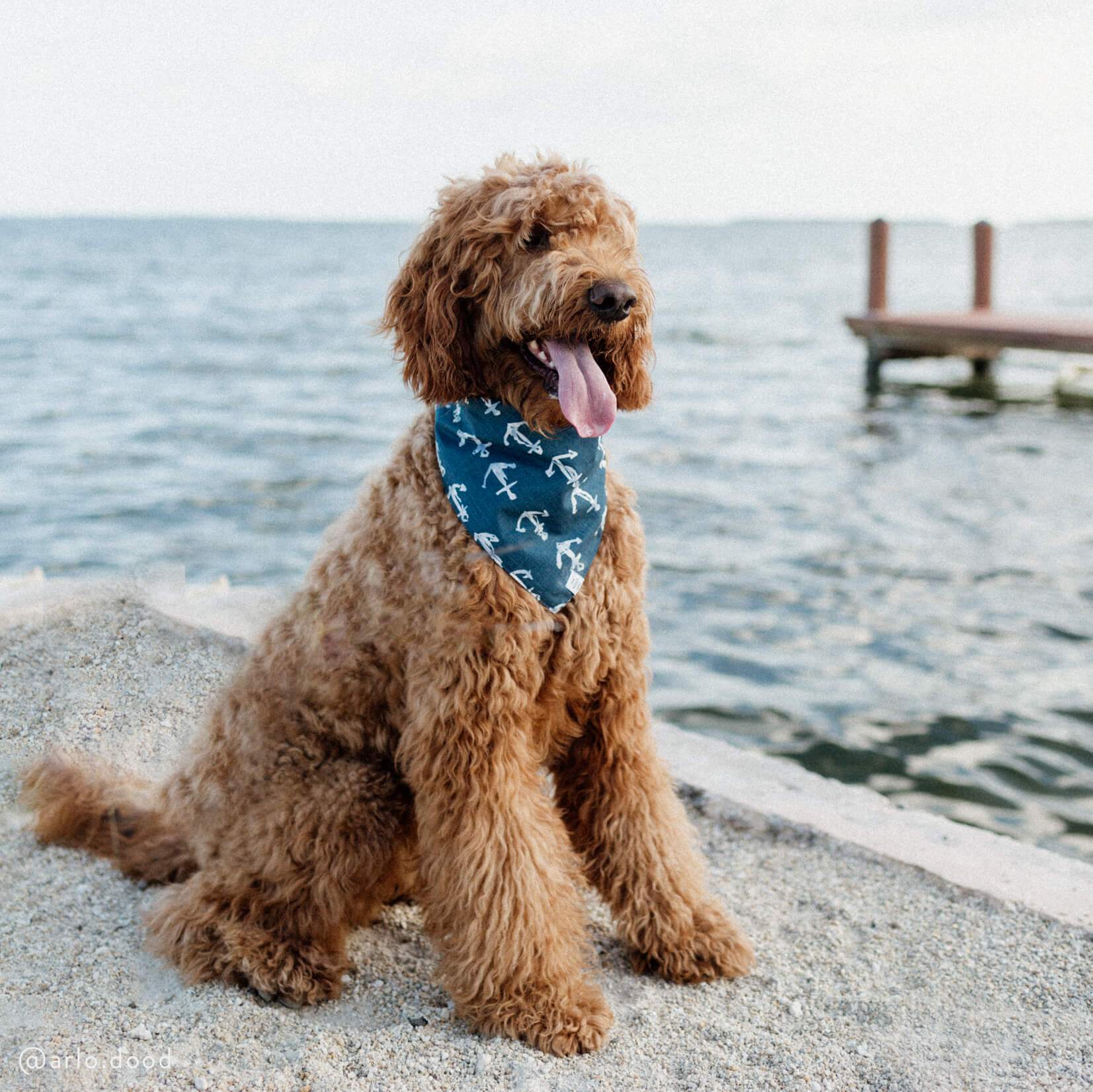 THE FOGGY DOG | Down by the Sea Bandana - Image 2