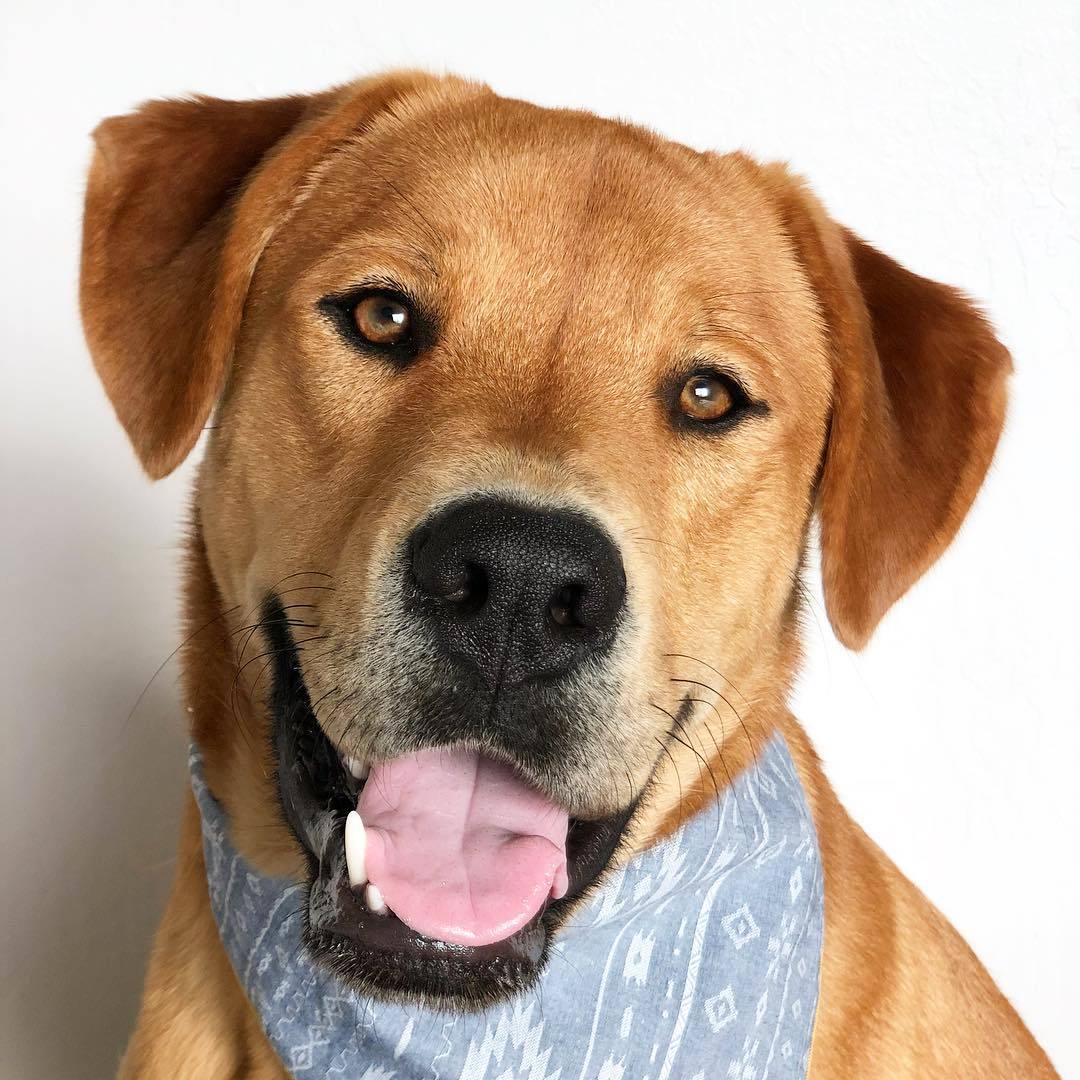 THE FOGGY DOG | Aztec Bandana - Image 3