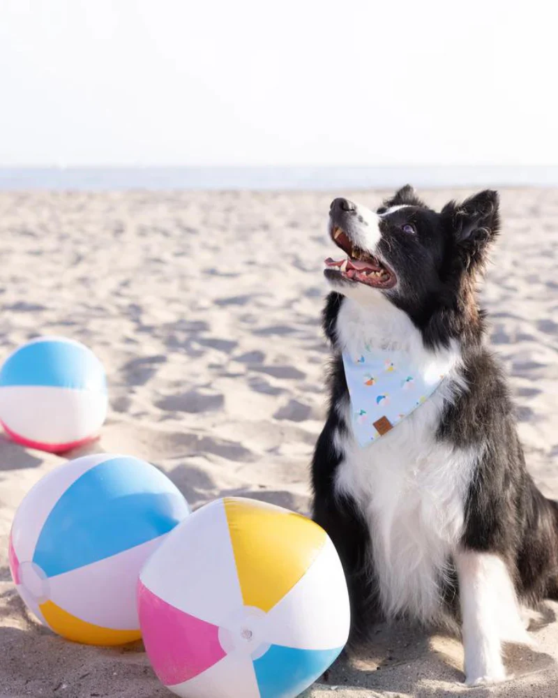 Beach Ball Dog Bandana<br>(Made in the USA) (FINAL SALE) - Image 3