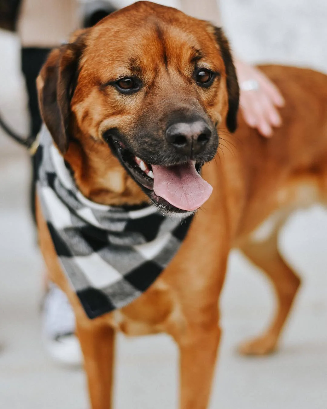 THE FOGGY DOG | Black and White Check Flannel Bandana - Image 3