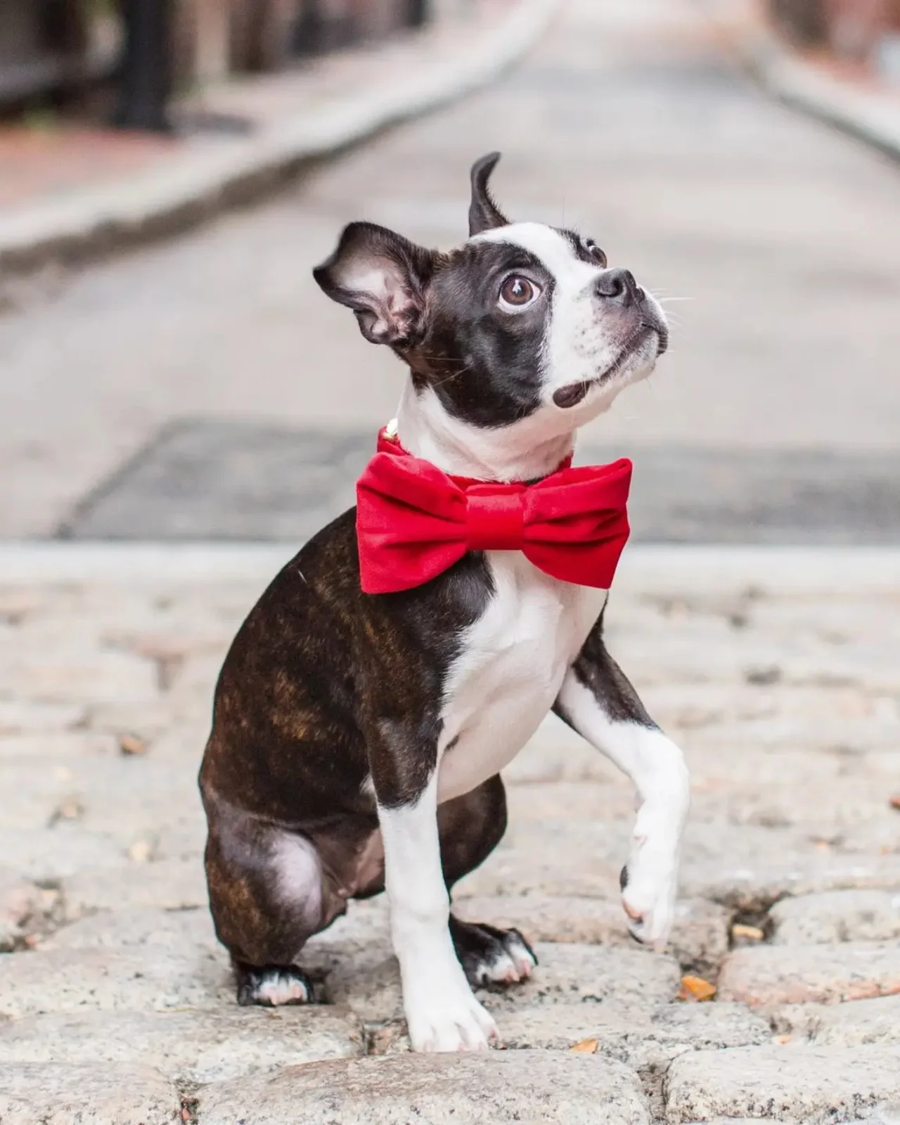 Cranberry Velvet Dog Bow Tie (Made in the USA) - Image 2