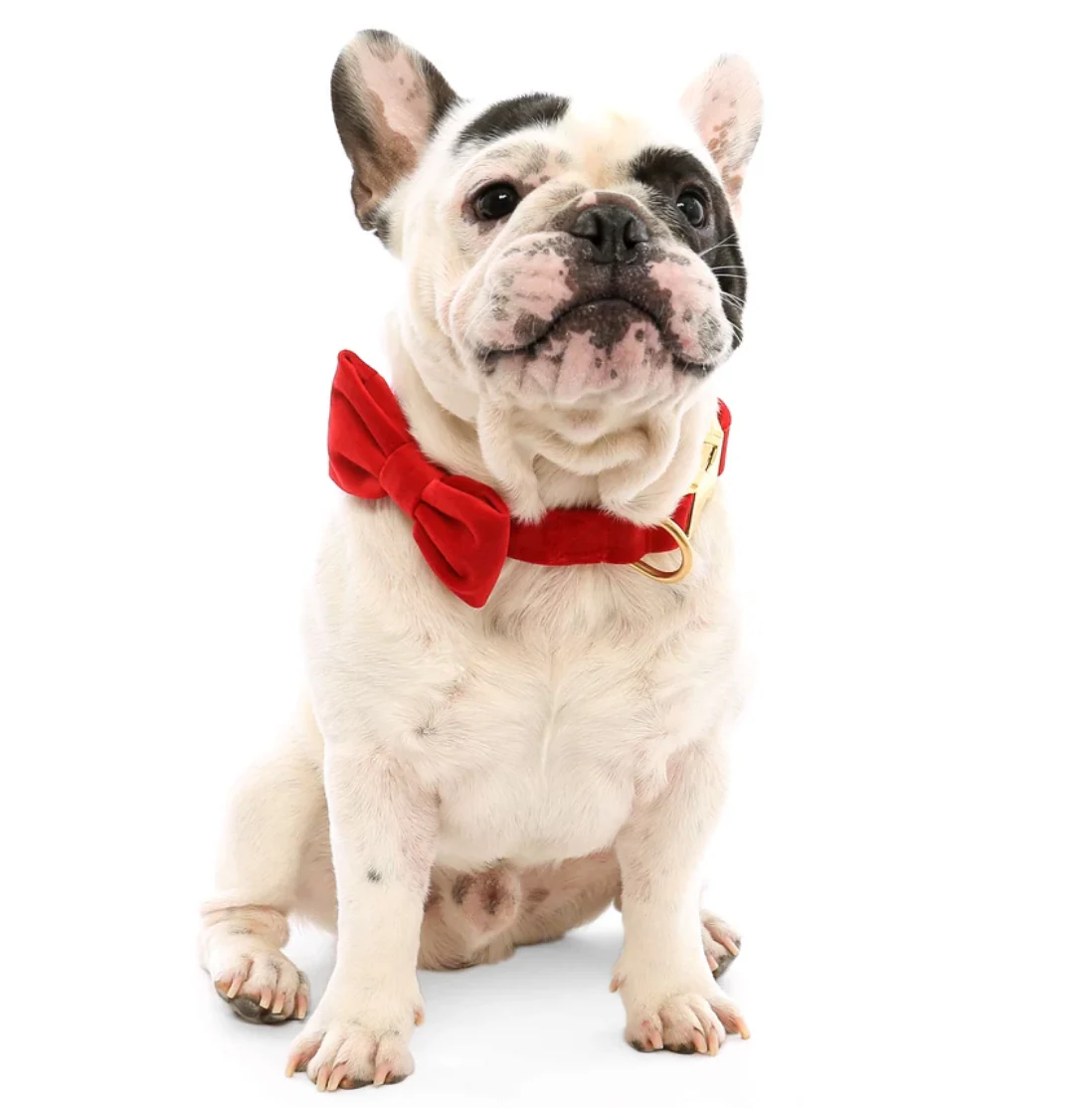Cranberry Velvet Dog Bow Tie (Made in the USA) - Image 5