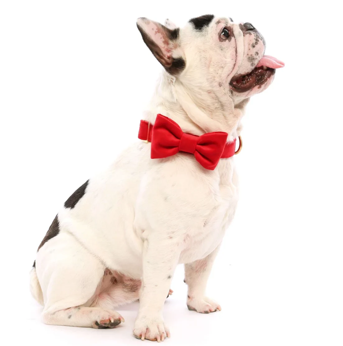 Cranberry Velvet Dog Bow Tie (Made in the USA) - Image 6