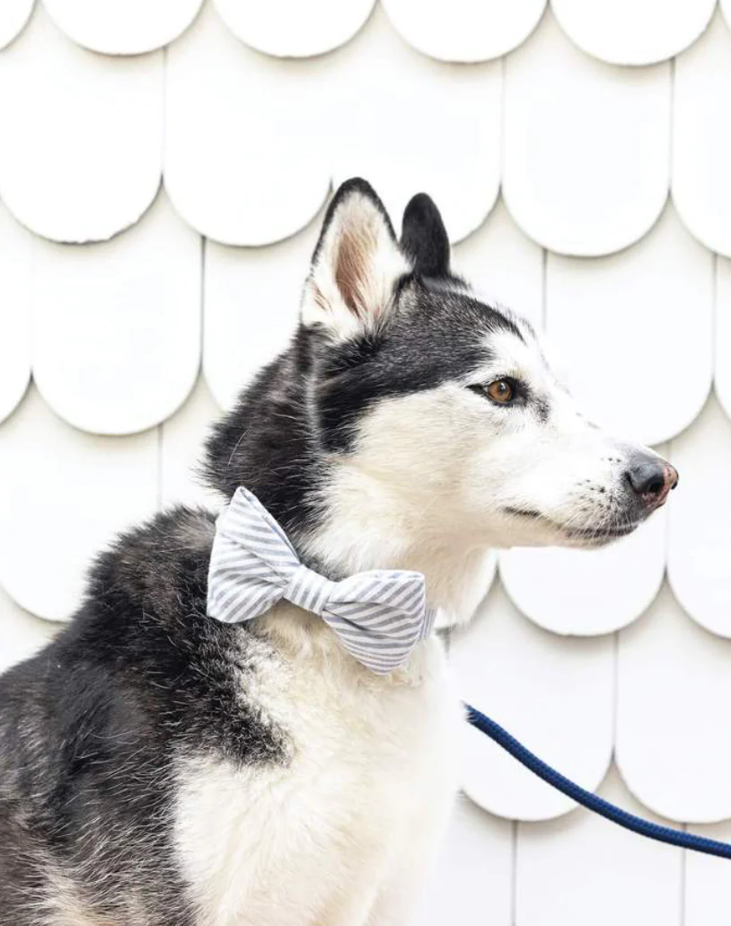 Dusty Blue Stripe Dog Bow Tie (Made in the USA)
