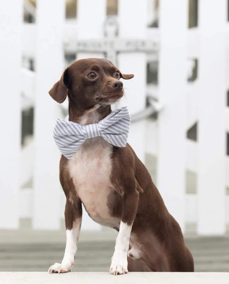 Dusty Blue Stripe Dog Bow Tie (Made in the USA) - Image 2
