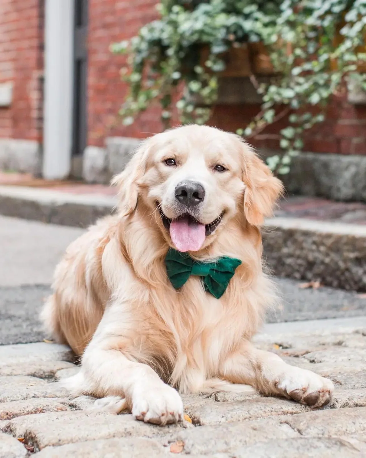 Forest Green Velvet Dog Bow Tie - Image 2