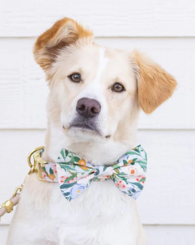 Gathered Floral Print Dog Bow Tie (Made in the USA) << CLEARANCE >> - Image 4