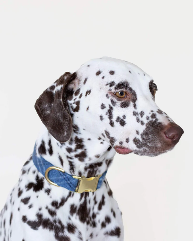 Harbor Plaid Flannel Dog Collar (Made in the USA)<<br>>(FINAL SALE) - Image 2