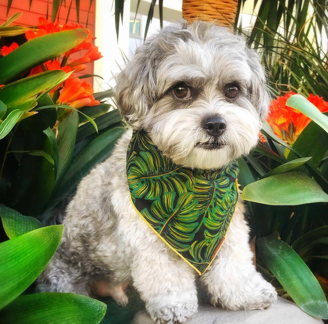 THE FOGGY DOG | Havana Bandana - Image 3