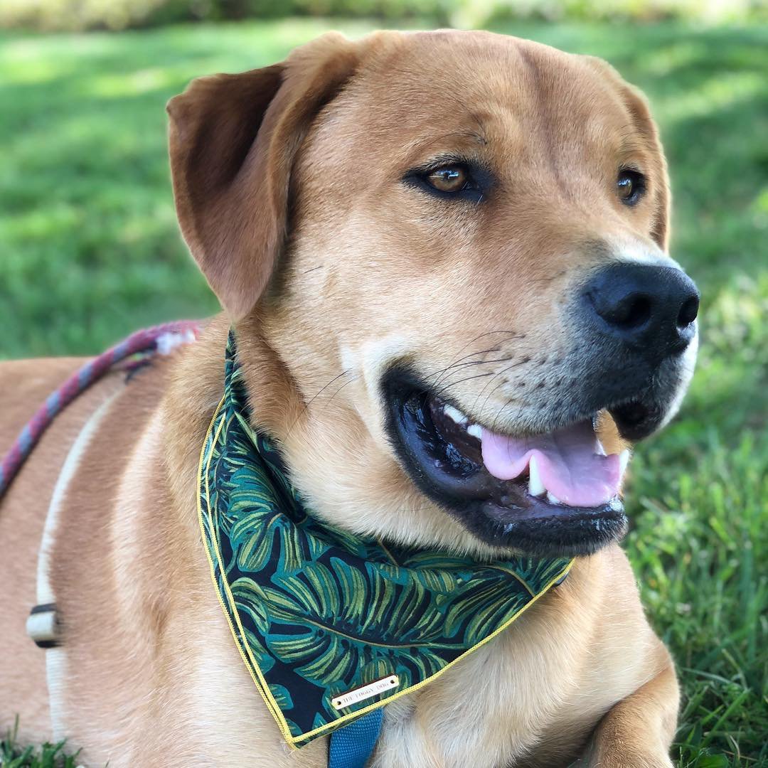 THE FOGGY DOG | Havana Bandana - Image 5