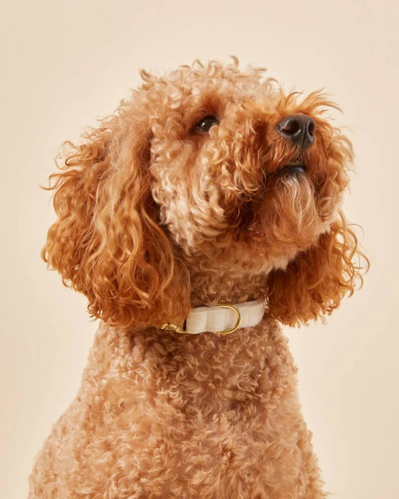 Ivory Velvet Dog Collar (Made in the USA)