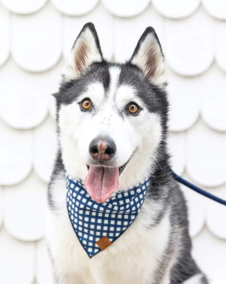 Navy Gingham Dog Bandana (Made in the USA) (FINAL SALE) - Image 6