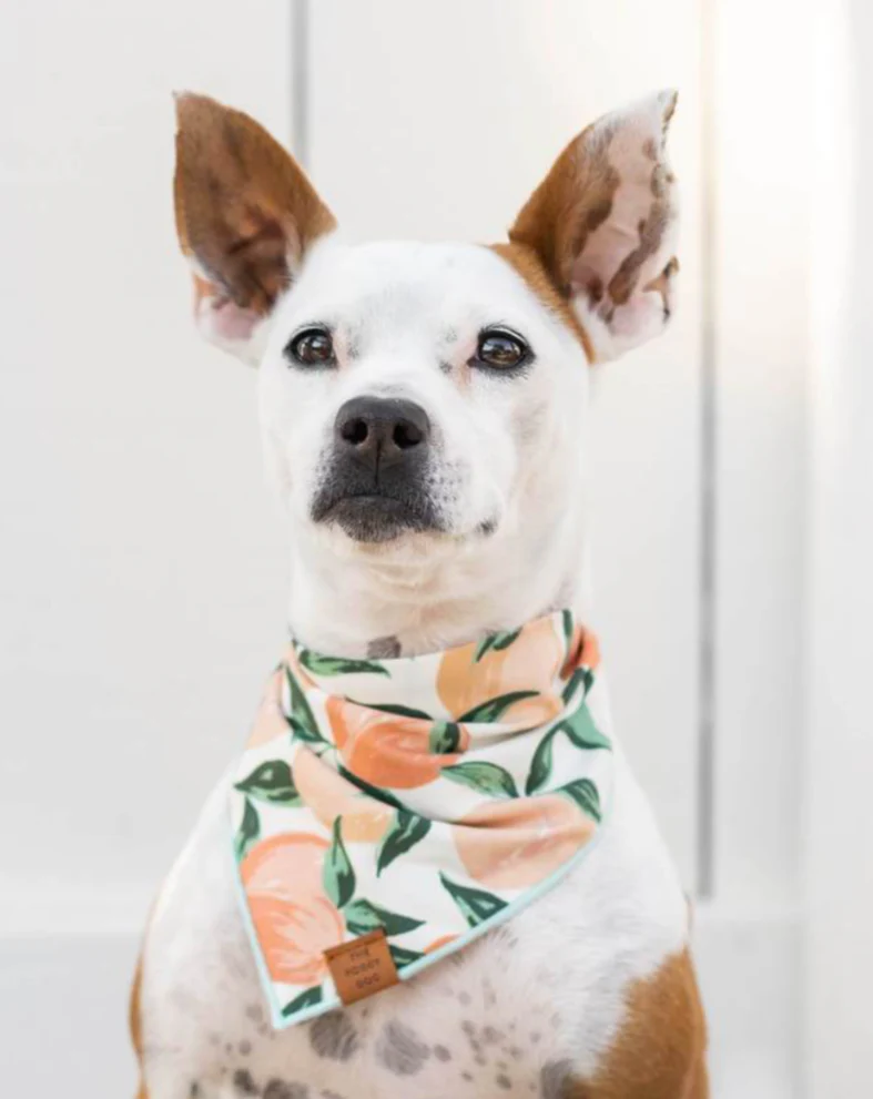 Peaches and Cream Dog Bandana (Made in the USA) (FINAL SALE)