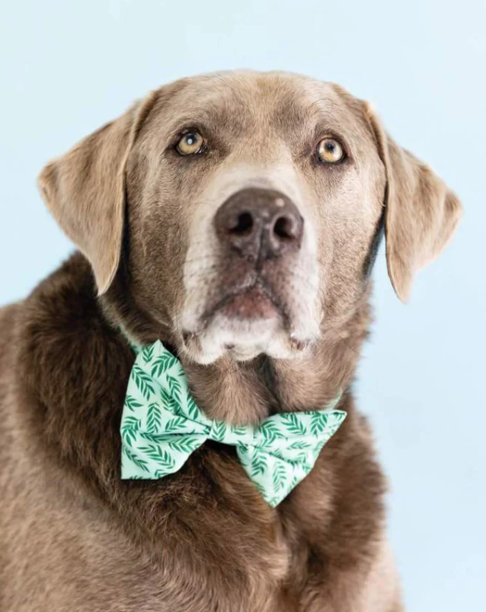Plant Lady Doggie Bow Tie (Made in the USA) << FINAL SALE >> - Image 6
