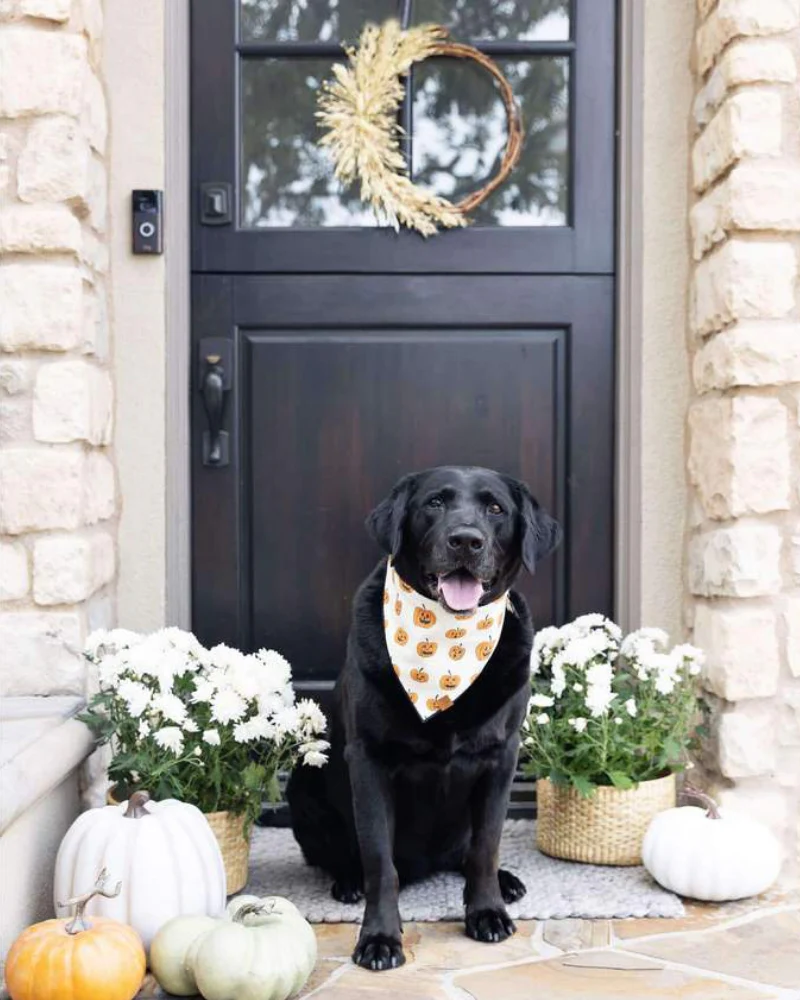 Pumpkin Patch Reversible Dog Bandana (Made in the USA) - Image 4
