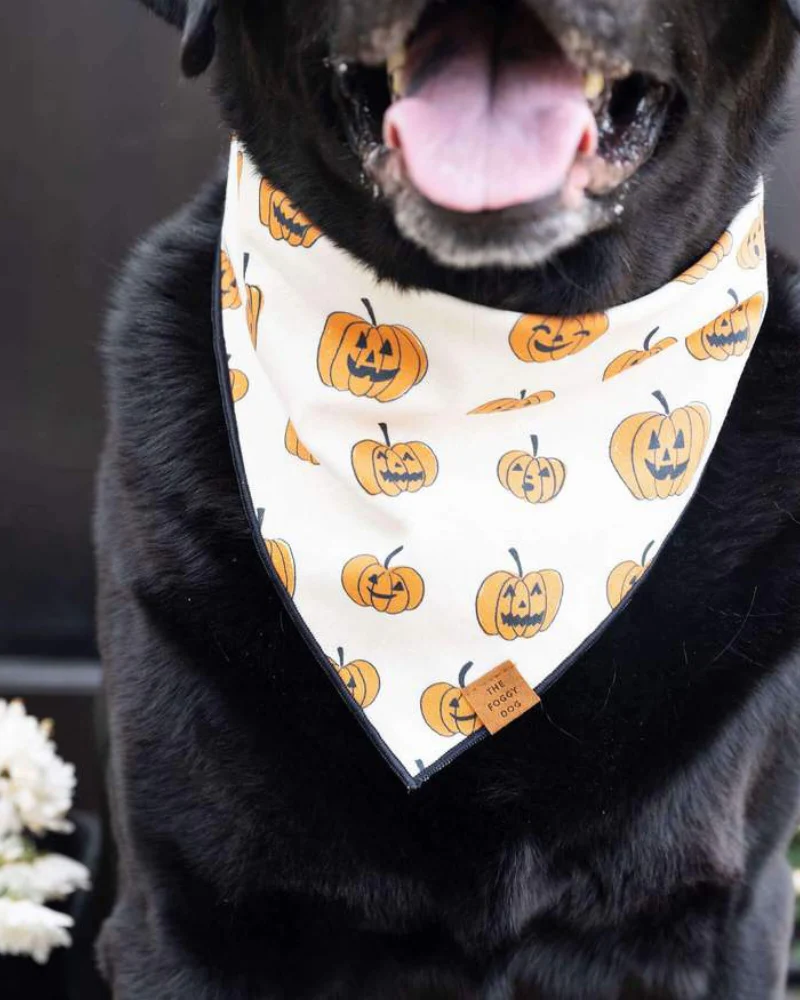 Pumpkin Patch Reversible Dog Bandana (Made in the USA) - Image 6