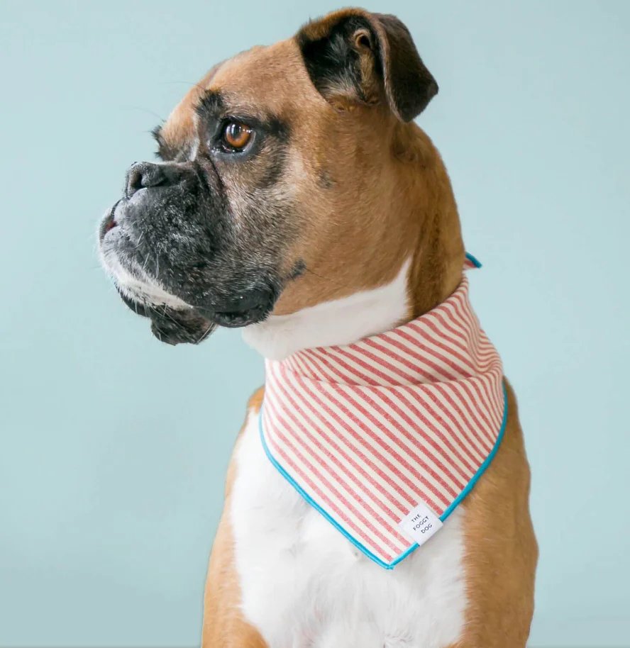 Red Stripe Blue Trim Dog Bandana - Image 3