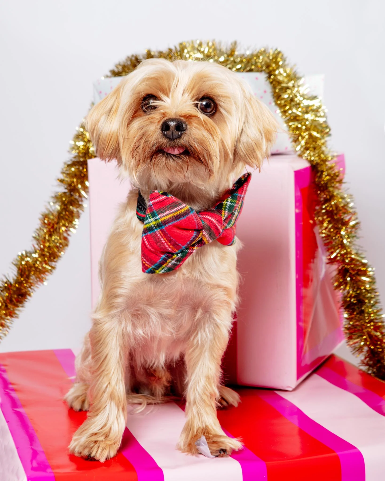 Tartan Plaid Flannel Dog Bow Tie - Image 2