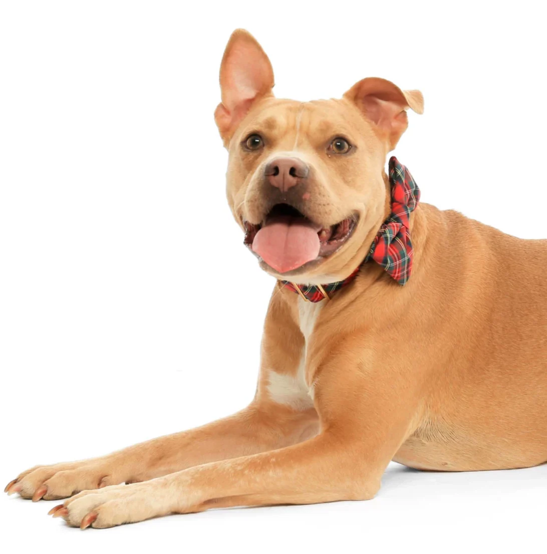 Tartan Plaid Flannel Dog Bow Tie - Image 4