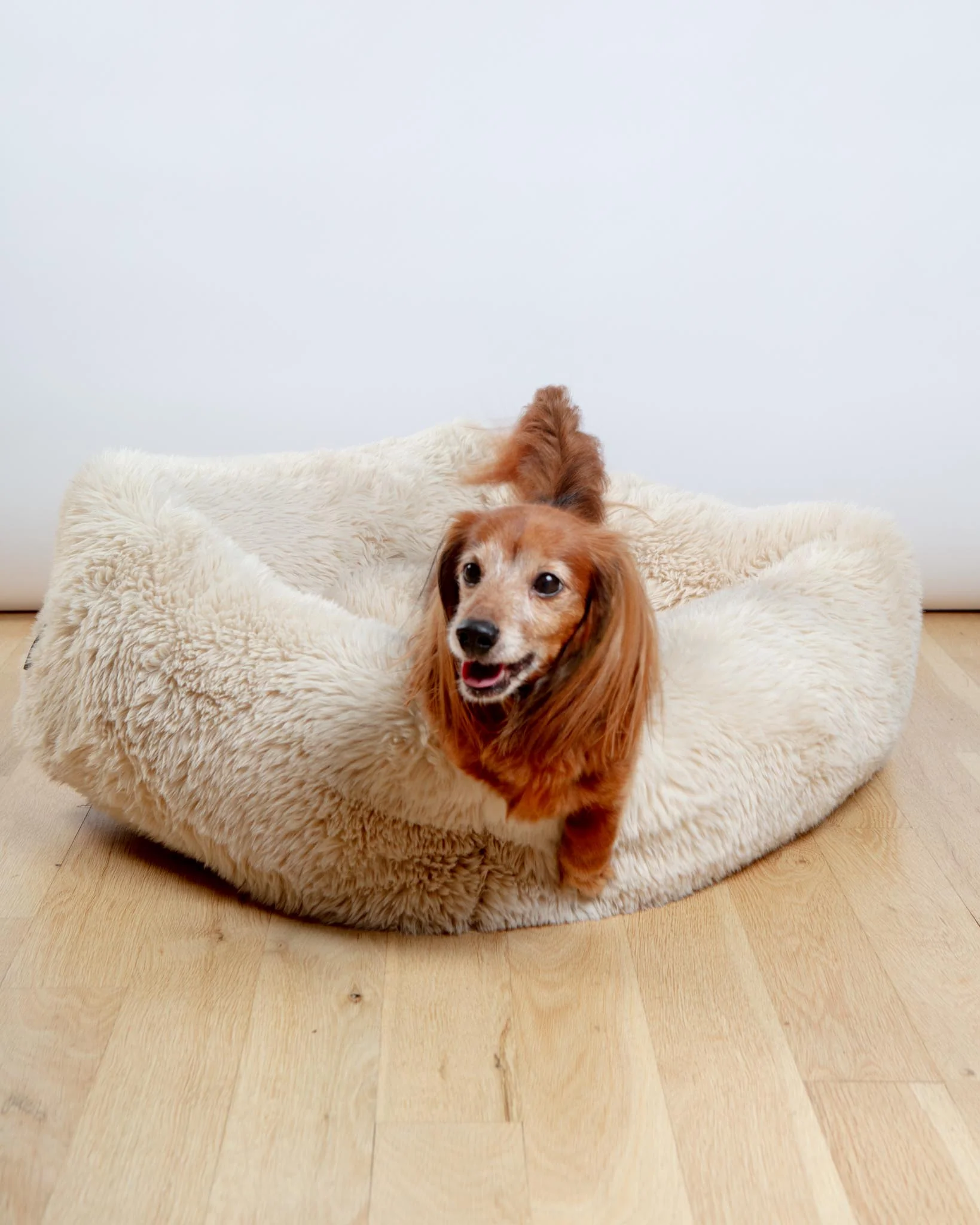 The Franklin Dog Bed in Fluffernutter (Direct-Ship) - Image 3
