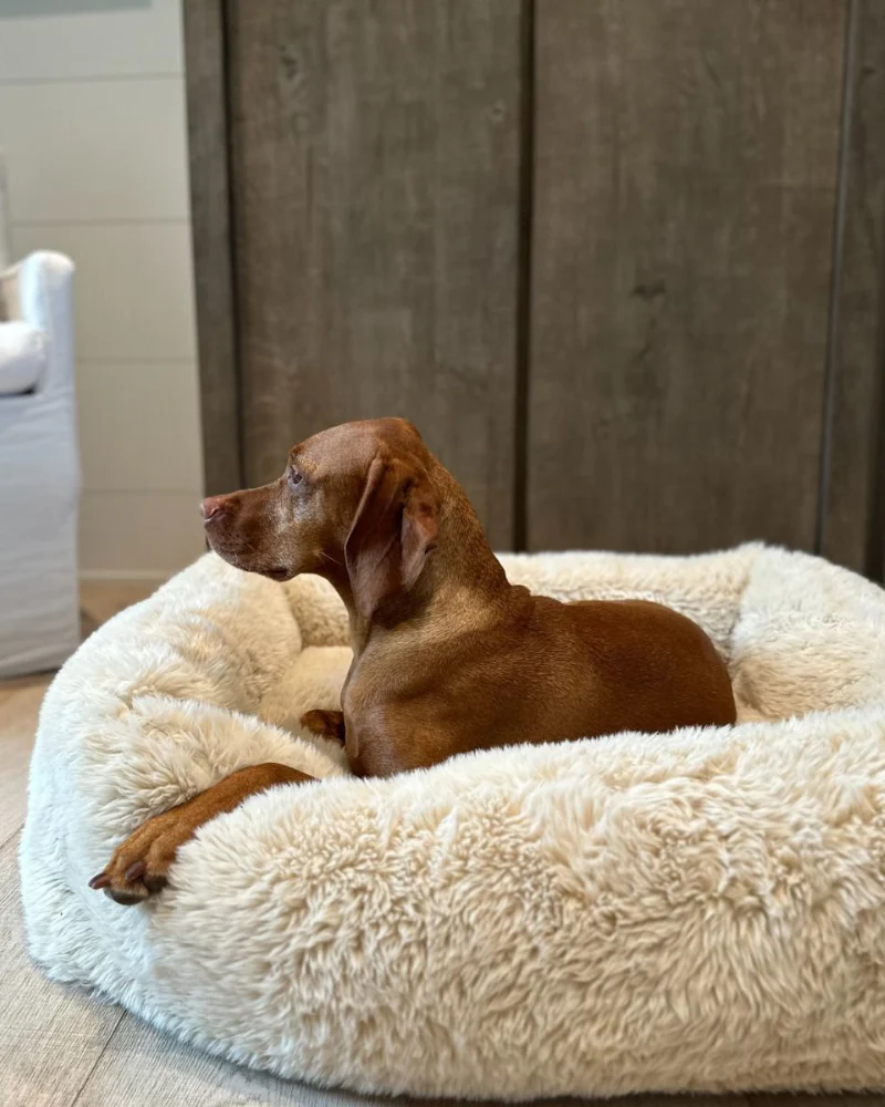 The Franklin Dog Bed in Fluffernutter (Direct-Ship) - Image 5