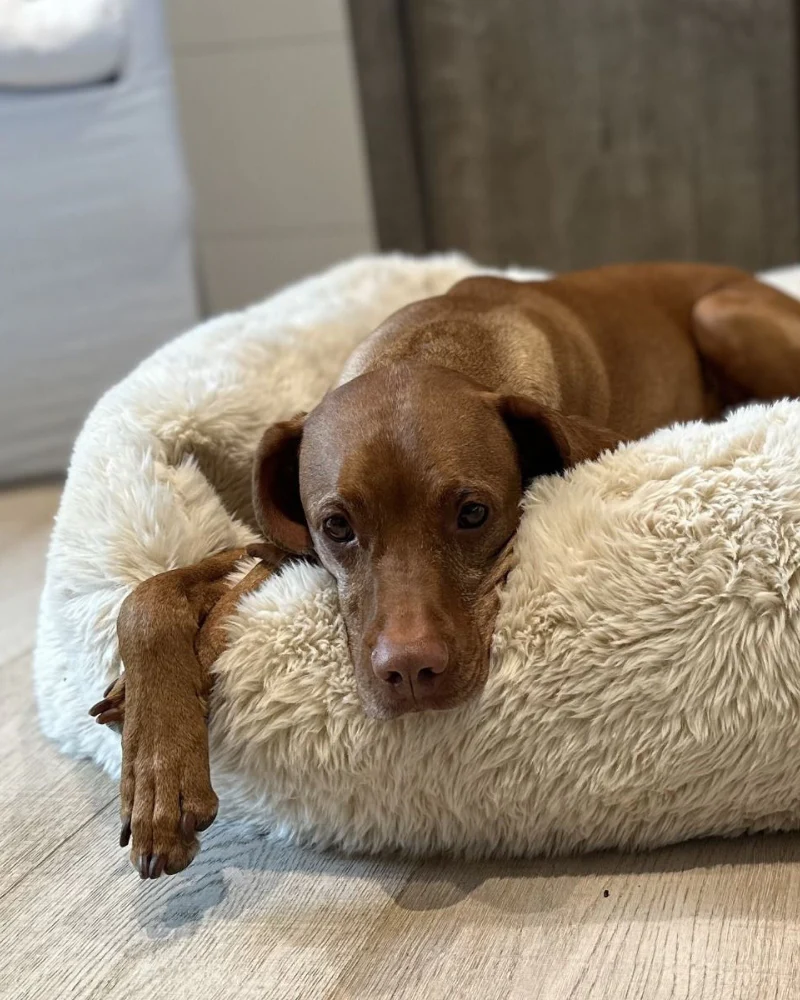 The Franklin Dog Bed in Fluffernutter (Direct-Ship) - Image 8