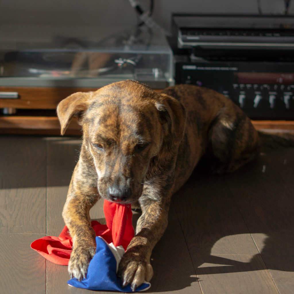 THE FURRYFOLKS | Semo Nosework Toy - Image 2