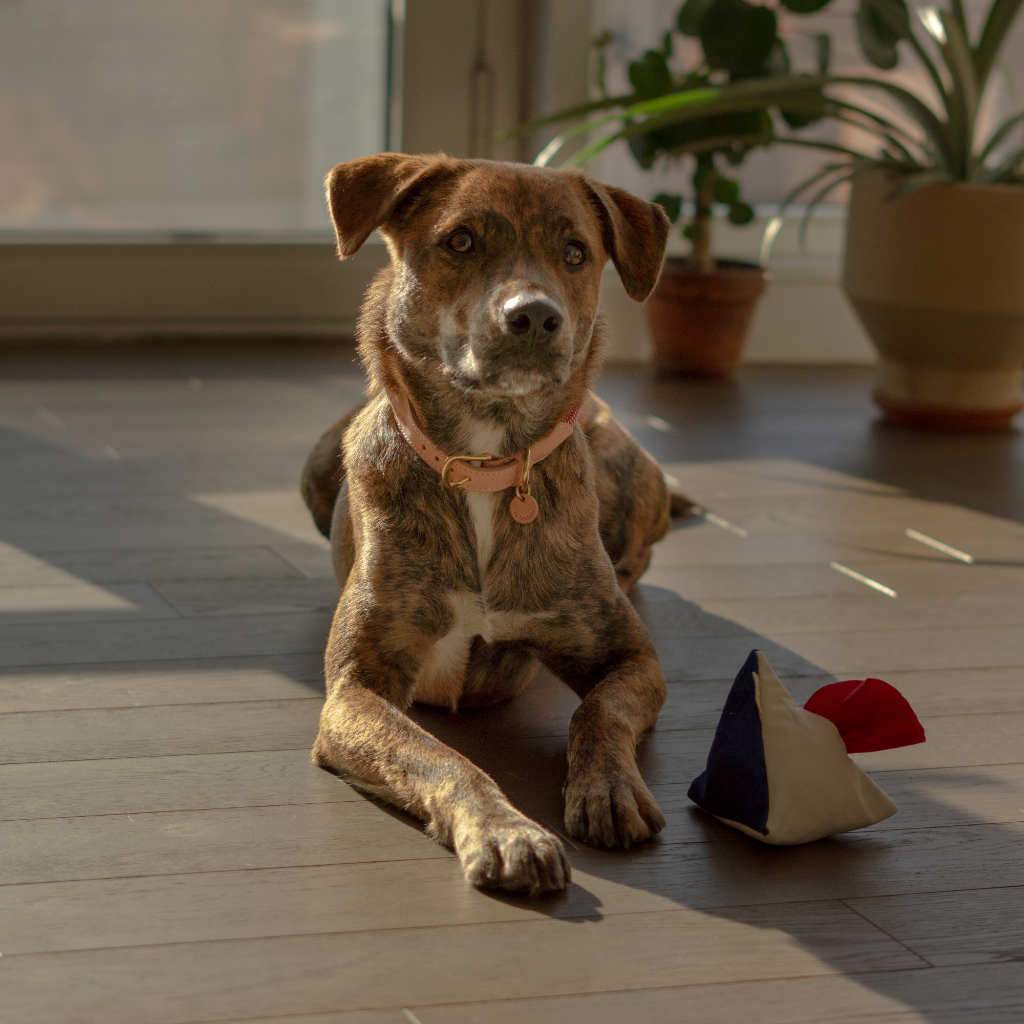 THE FURRYFOLKS | Semo Nosework Toy - Image 4