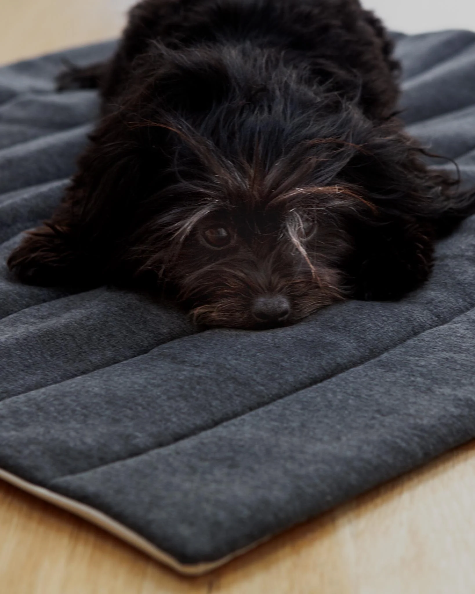 The Mellow Mat for Dogs & Cats (Made in the USA) (FINAL SALE) - Image 2