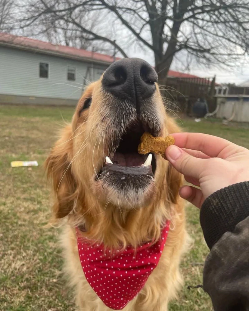 The Og - Sweet Potato Sourdough Dog Treats - Image 4