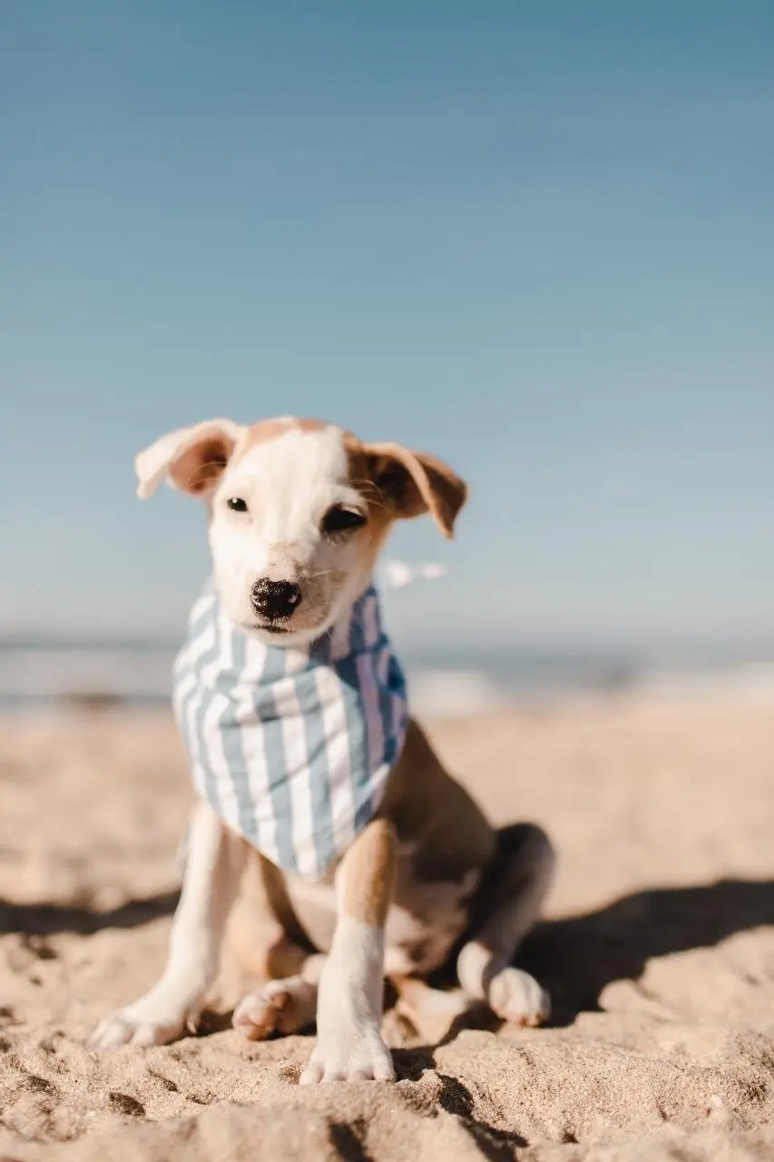 Cabana Blue Stripe Dog Bandana (CLEARANCE) - Image 2