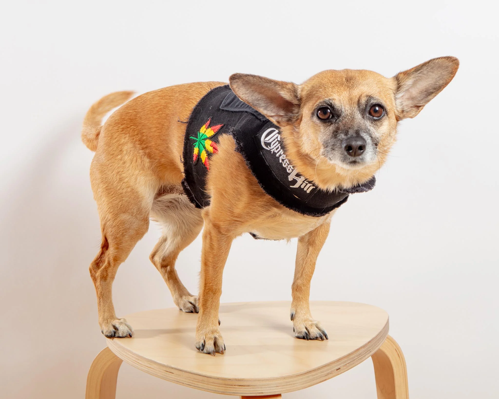 The High Life Rocker Upcycled Denim Dog Harness (FINAL SALE) - Image 4